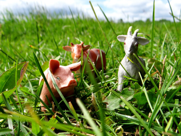 草地上的微型玩具农场动物图片下载