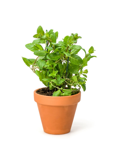 薄荷放在陶罐里图片下载