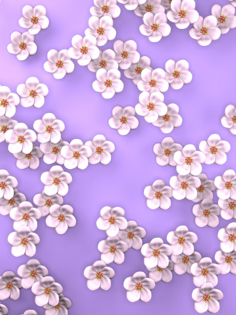 白色樱花在紫色的背景图片下载