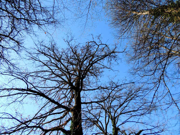 鲍姆冠图片下载