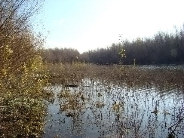 秋天的森林海滨图片下载