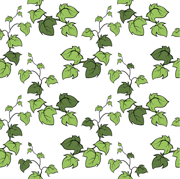 常青藤矢量手绘无缝图案。图片下载