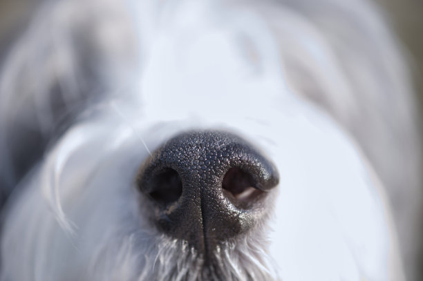 靠近狗的鼻子图片下载