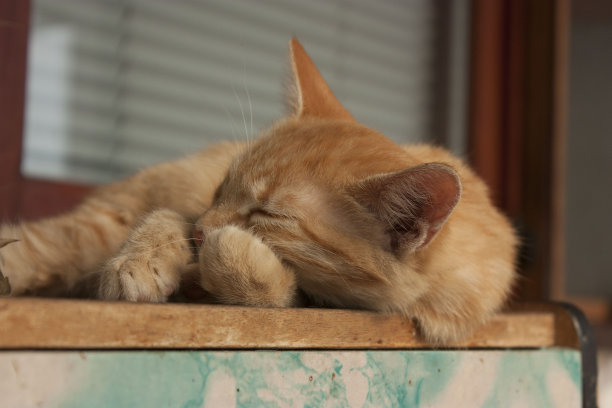 姜猫睡觉图片下载