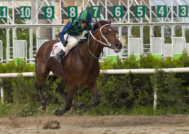 赢家。图片下载