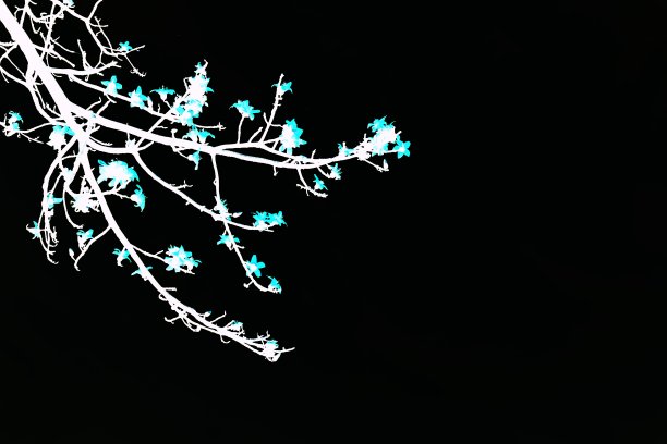 木棉摘要图片下载