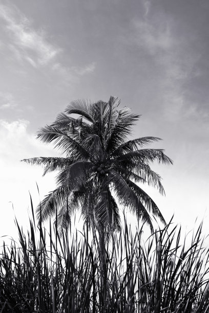 椰子棕榈树图片下载