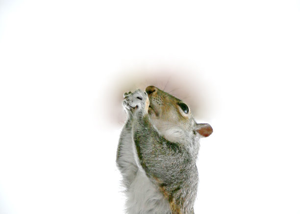 祈祷松鼠图片下载