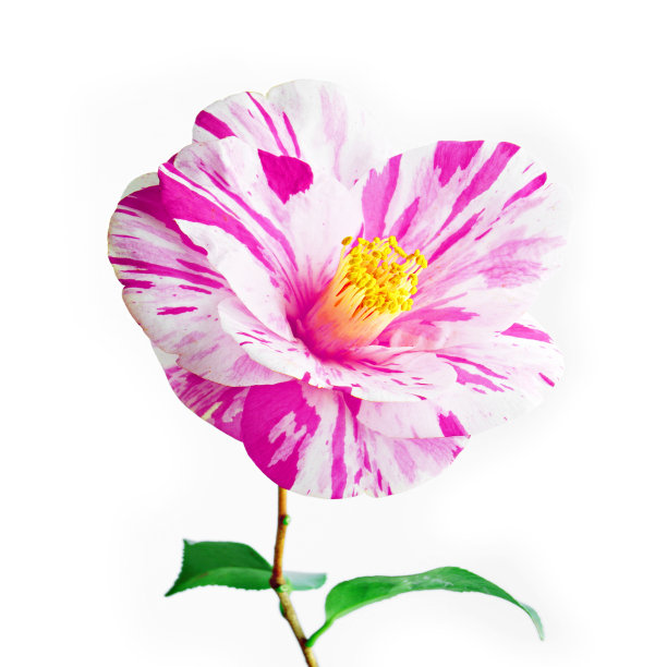 甜蜜的花图片下载