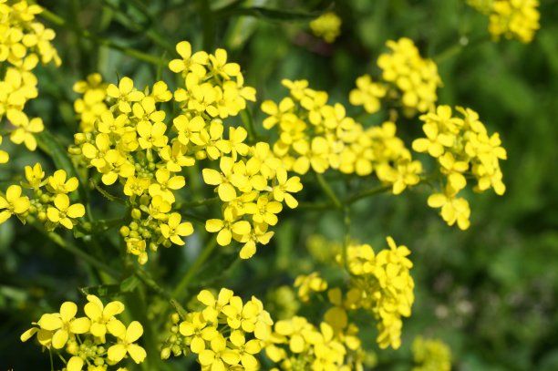 药用植物-菜籽油，油菜图片下载