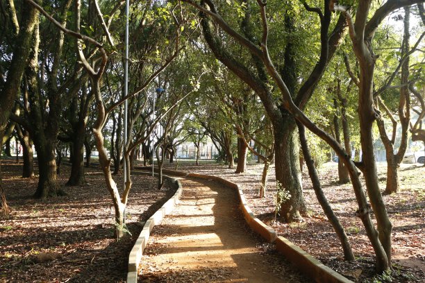 树木间的缓跑径图片下载