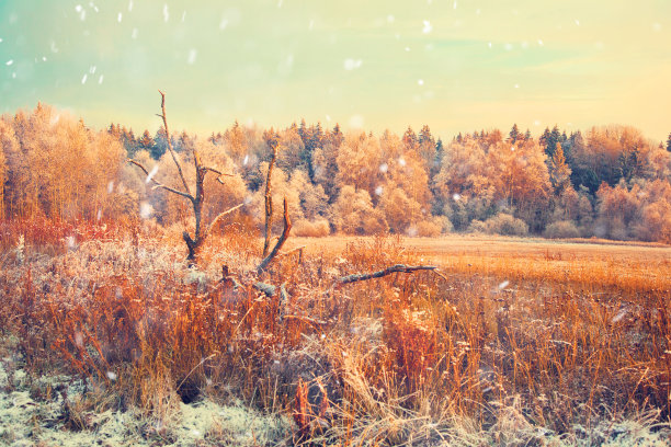 冬天的风景在夕阳下，雪花飘落图片下载