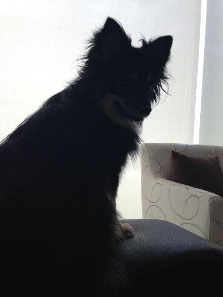 黑色的宠物图片下载