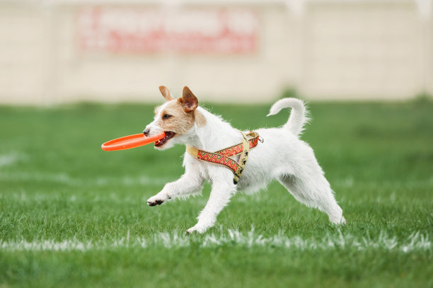 小狗嘴里叼着圆盘在跑图片下载