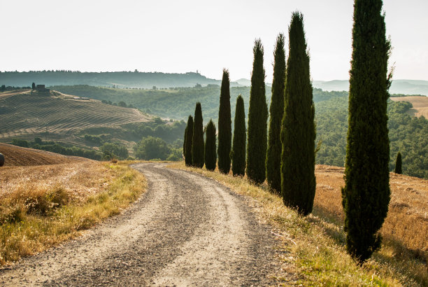 意大利托斯卡纳的柏树路图片下载