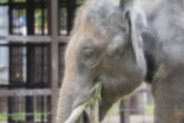 模糊亚洲象喜欢吃草图片下载