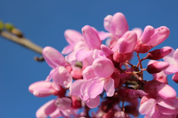 近距离观察蓝天上的花朵图片下载