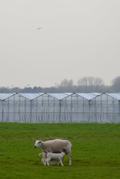 绵羊和羊羔图片下载