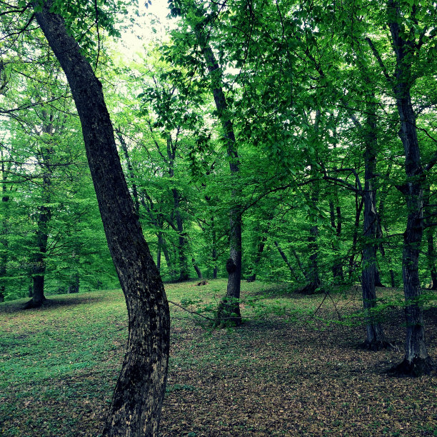 魔法森林图片下载