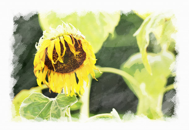 枯萎的向日葵，画布上的水彩纹理。图片下载