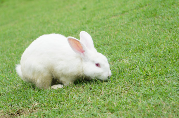 夏日里，小白兔坐在绿色的草地上素材图片