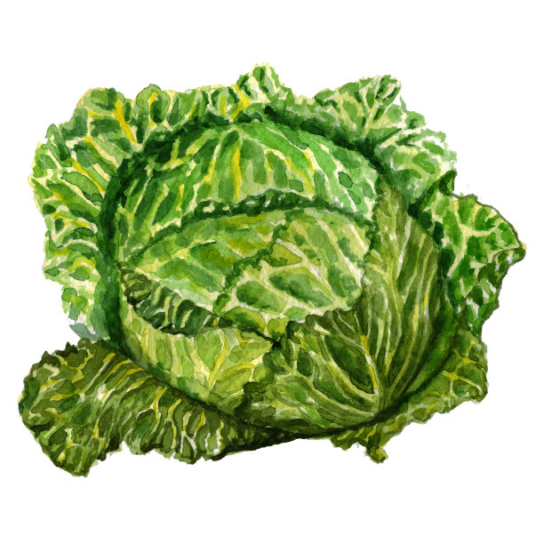 水彩手绘水果图标图片下载