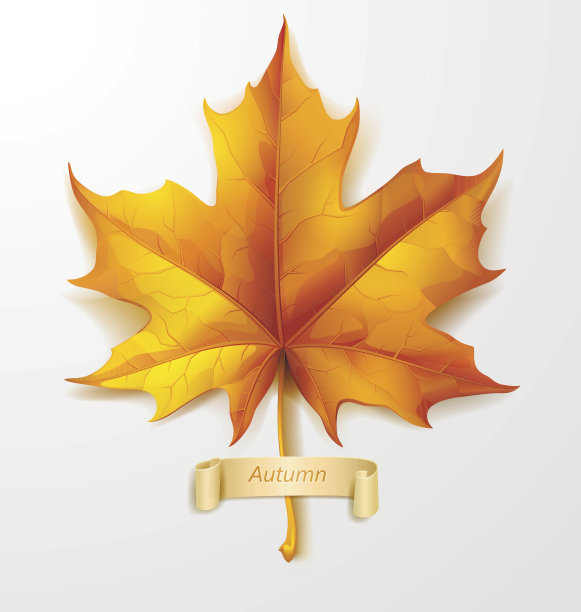 橙色的秋天枫叶。素材图片