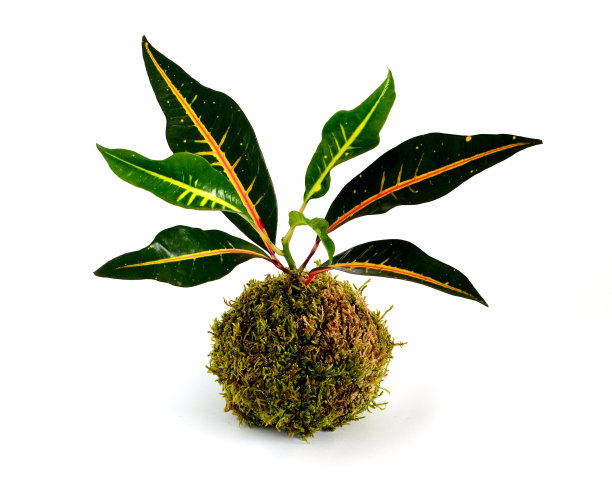 Kokedama巴豆图片下载