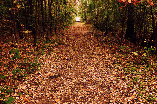 秋天的森林道路图片下载