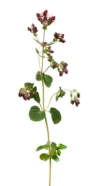 马郁兰图片下载