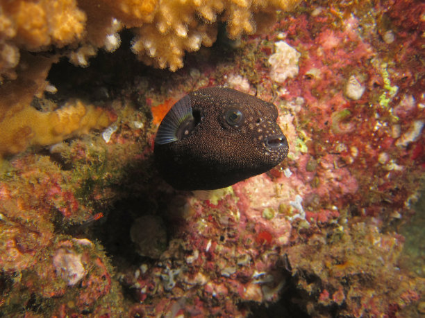 河豚闲逛图片下载