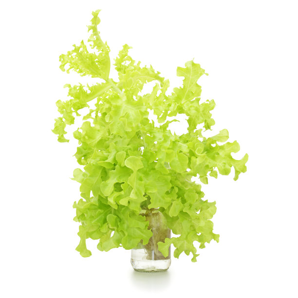 水培蔬菜图片下载