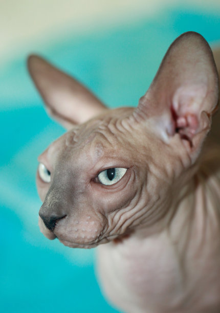 sphynx猫图片下载