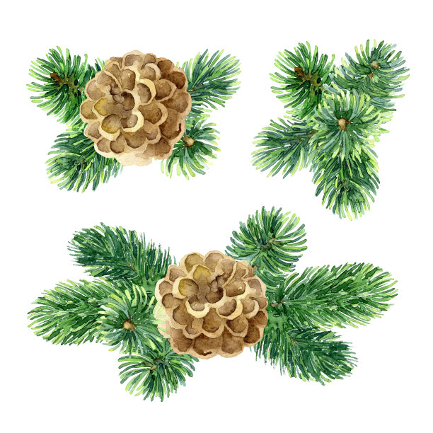 杉木的树枝和球果构成新年图片下载