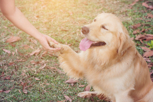 人与狗之间的友谊——握手和握手图片下载