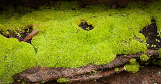 Umbrewarra峡谷岩石上的苔藓图片下载