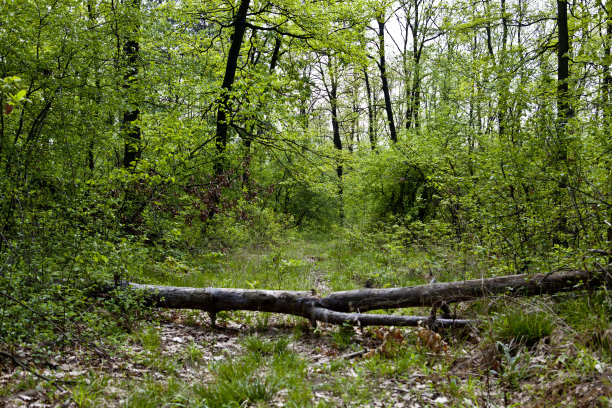 森林背景图片下载