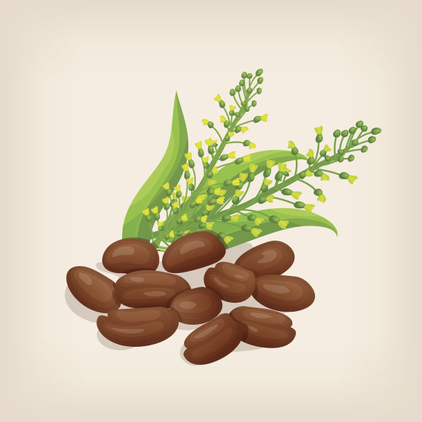 亚麻荠种子有花和叶。矢量插图。图片下载