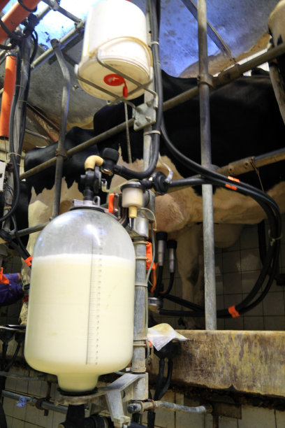 牛奶收集在瓶子里图片下载