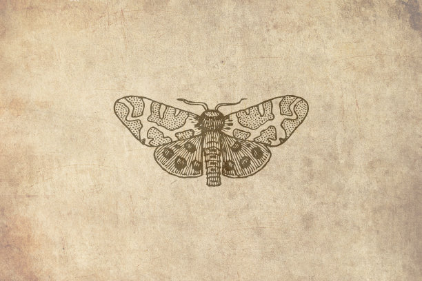 蝴蝶复古垃圾背景图片下载