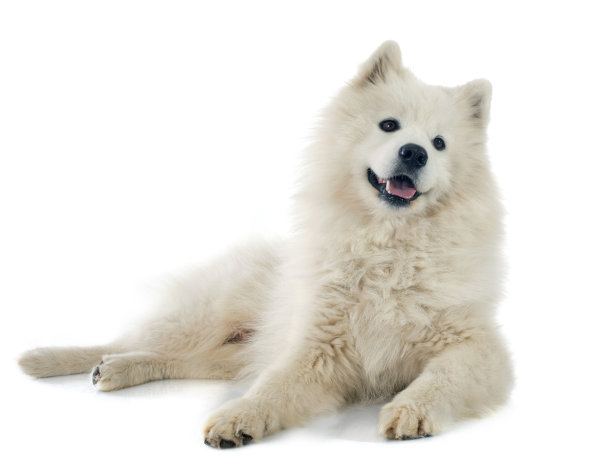 萨摩耶犬素材图片