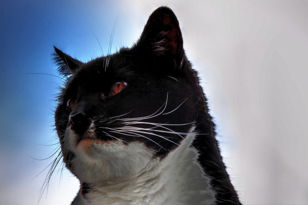 棕榈酒猫图片下载