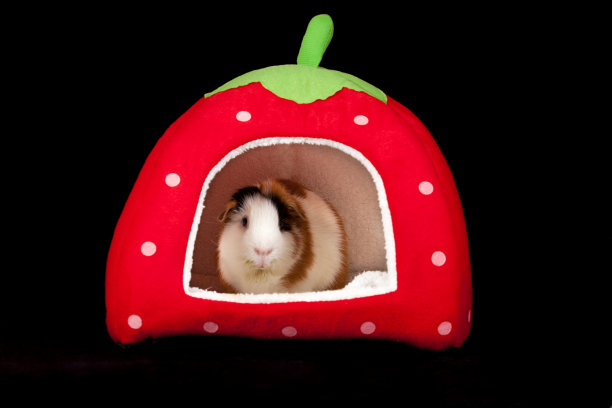 美国豚鼠(豚鼠)图片下载