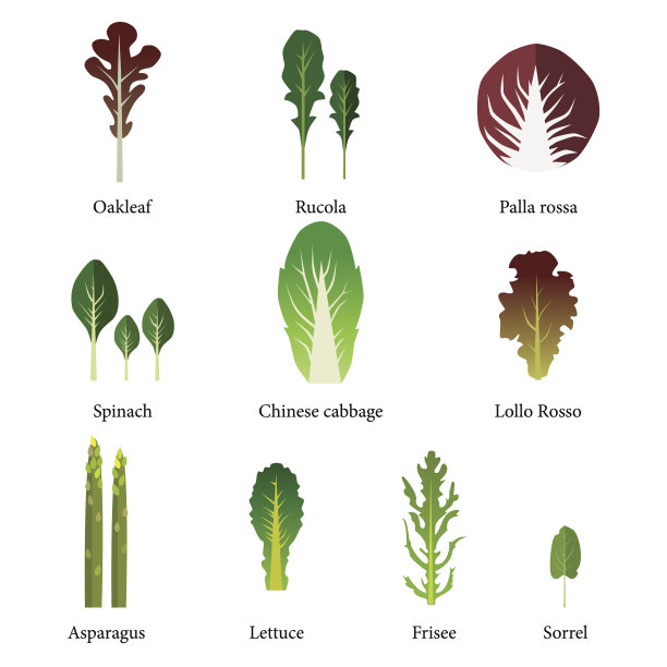 一套沙拉碗。绿叶蔬菜是绿色的。向量图片下载