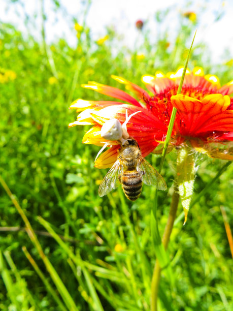 蟹蜘蛛在吃花上的蜜蜂图片下载