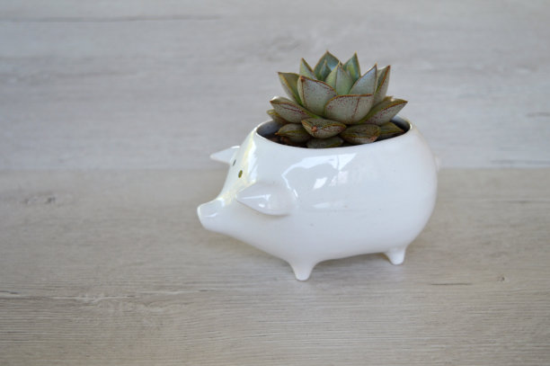 小猪小姐盆栽里面多汁的植物图片下载