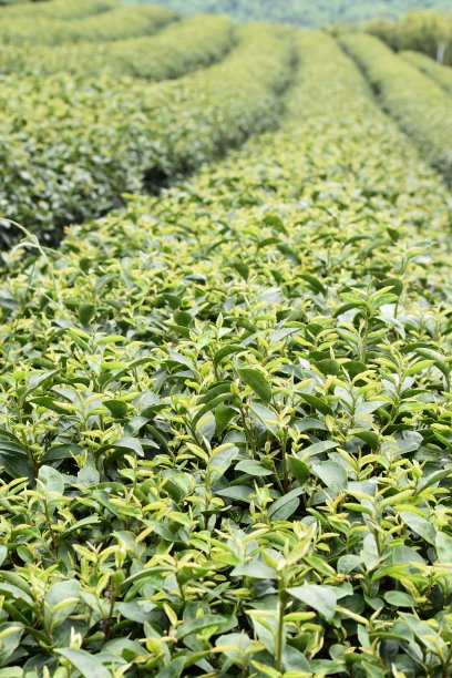 茶园图片下载
