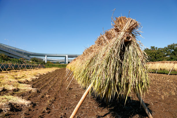 耳朵的大米图片下载