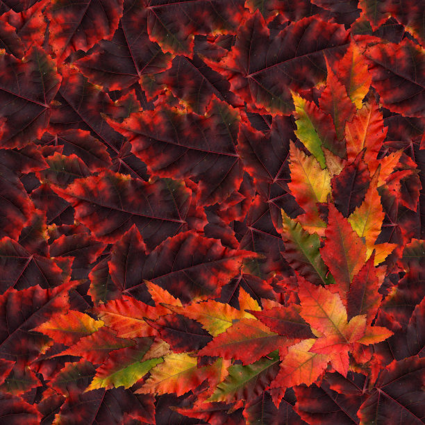 无缝背景图案纹理制作的枫叶图片下载