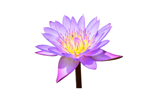 紫色的水礼来公司图片下载